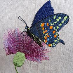 Thistle Butterfly 5X7